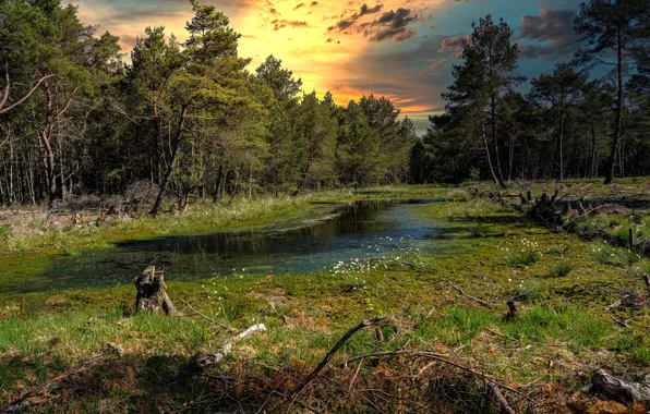 Picture forest, thickets, shore, pond