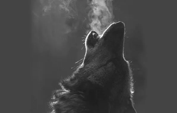 Nature, predator, animal, wolf, wildlife, portrait., Canis lupus. face • wolf • portrait • predator