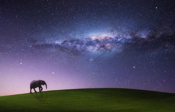 Picture field, the sky, stars, night, sleep, the milky way, walking elephant
