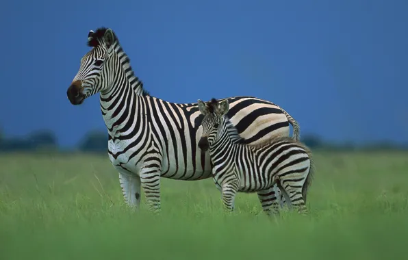 The sky, Zebra, Savannah, Africa, foal