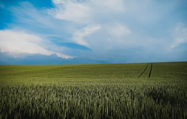 Picture wheat, field, summer, the sky, clouds, dal, space, track