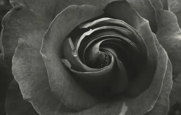 Rose, Garden, Rosa, Petals, Belarus, Layers, Black and white