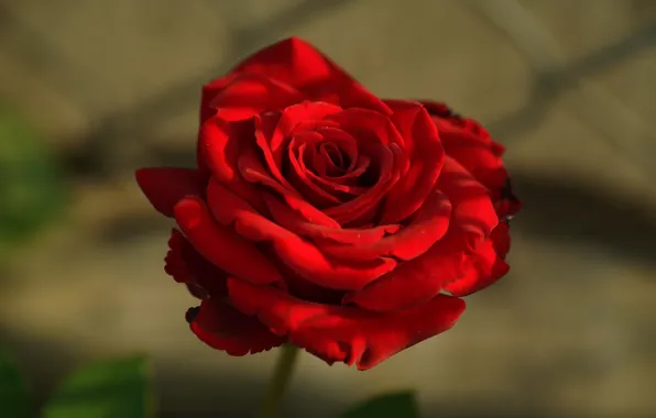 Picture light, flowers, red, background, mesh, one, bright, roses