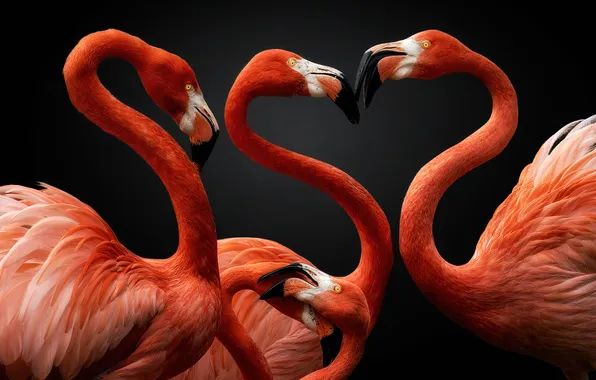 Birds, pack, black background, Flamingo, pink flamingos
