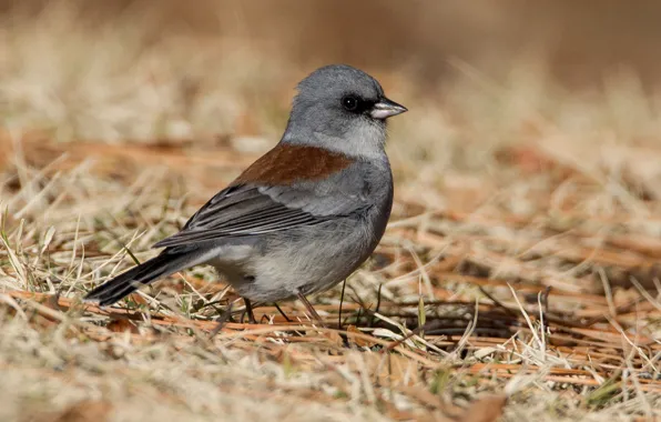 Picture bird, beak, tail, Gray Junco