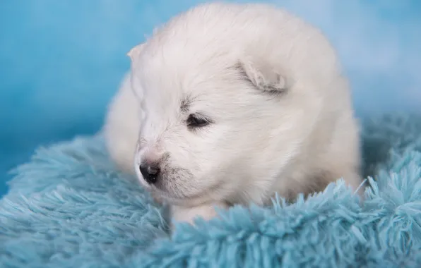 White, dog, baby, muzzle, puppy, lies, fur, photoshoot