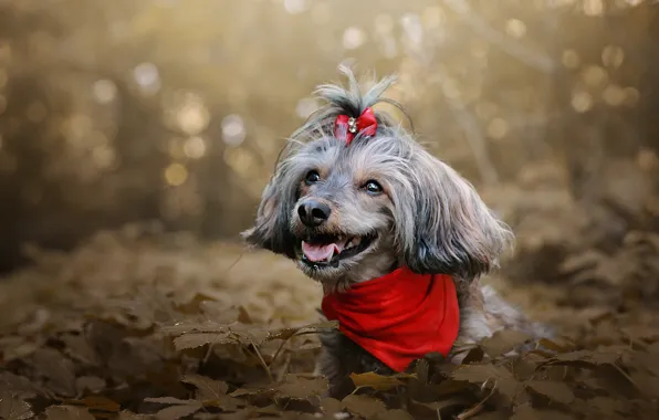 Language, look, leaves, red, Park, portrait, dog, hairstyle