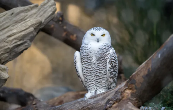 Picture look, owl, bird, log, bokeh, snowy owl