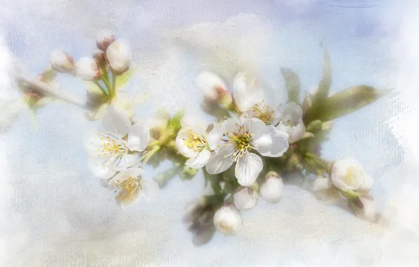 The sky, flowers, treatment, blur, branch, spring, white, buds