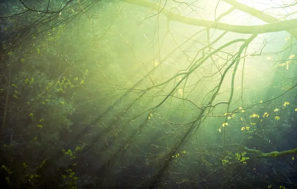 Forest, the sun, rays, light, sunrise, morning