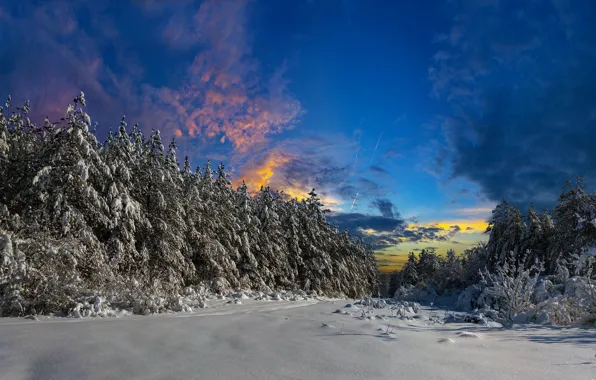 Picture winter, field, forest, snow, ate