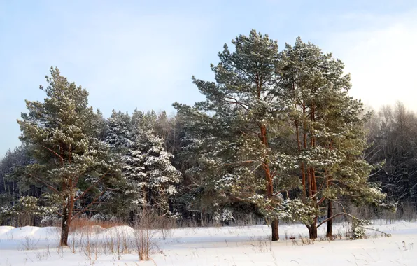 Winter, forest, snow, trees