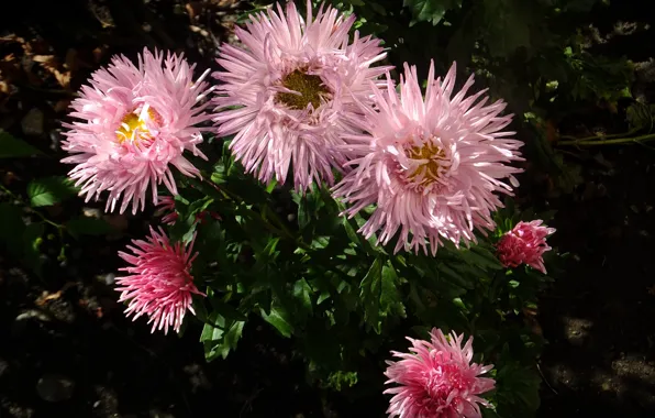 Autumn, flowers, asters