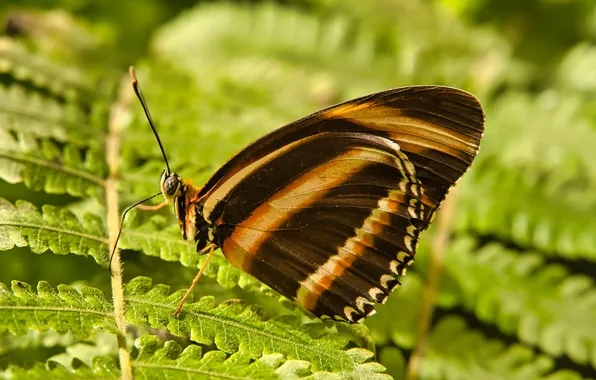 Leaves, microsemi, wings, Butterfly, insect, beautiful, fern, closeup