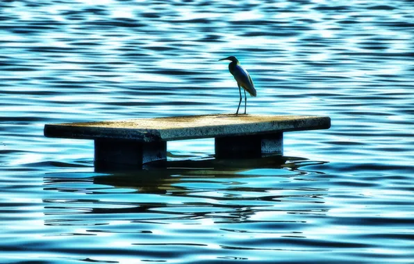 Picture water, nature, bird