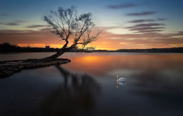 Tree, Swan, pond