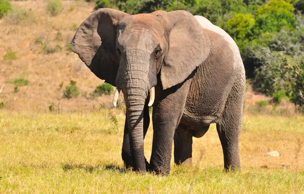 Wallpaper mammal, african, elephant