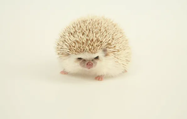 Picture light, background, hedgehog