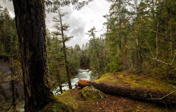Picture forest, leaves, trees, river, for, moss, Canada, Vancouver Island