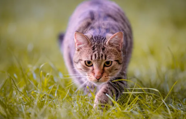 Cat, grass, look, muzzle, bokeh