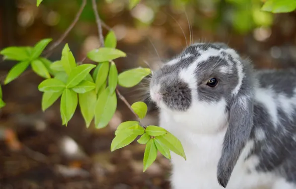 Picture branch, rabbit, leaves