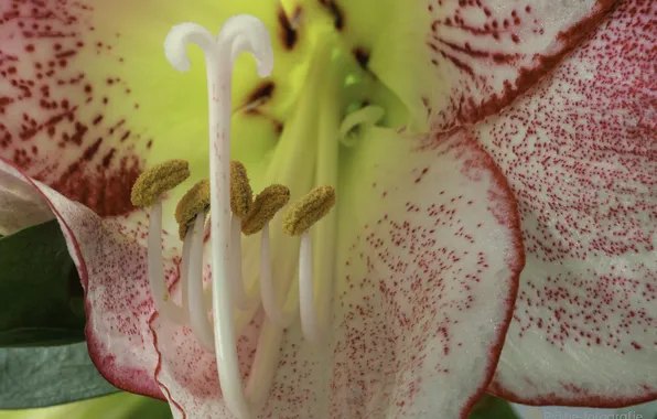 Macro, Lily, stamens