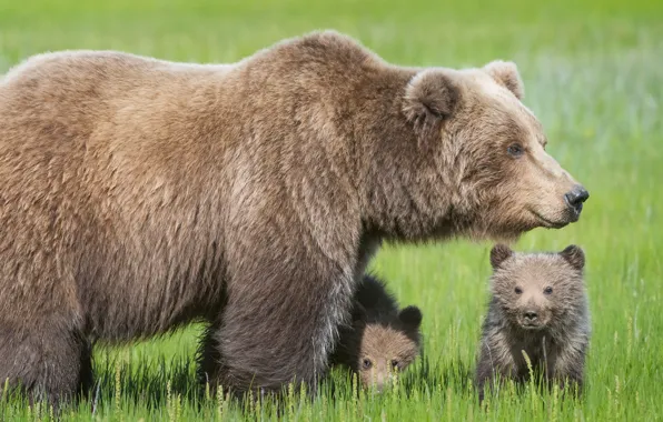 Summer, nature, bear