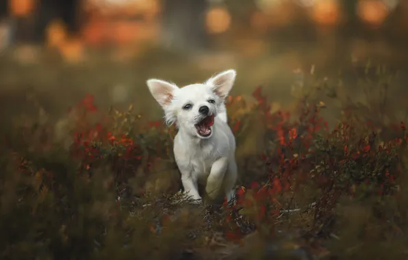 White, dog, puppy, doggie, Chihuahua, Natalia Ponikarova