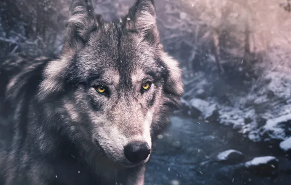 Picture nature, predator, animal, wolf, wildlife, portrait, portrait., Canis lupus. face