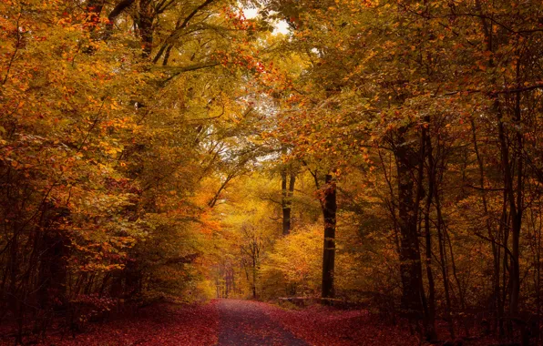 Picture autumn, forest, trees, foliage