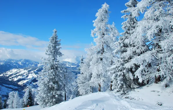 Picture winter, forest, snow, nature, Austria