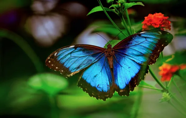Picture macro, flowers, nature, stems, butterfly, morpho