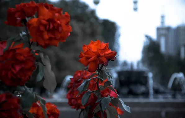 Red, rose, flowerbed, monochrome