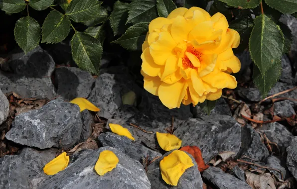 Flower, leaves, the dark background, stones, rose, petals, garden, yellow