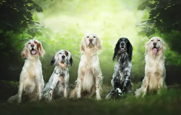Dogs, summer, look, leaves, branches, nature, team, company