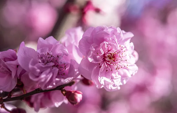 Flowers, spring, Sakura, pink, flowering