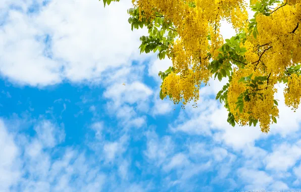 The sky, clouds, flowers, branches, blue, tree, yellow, flowering
