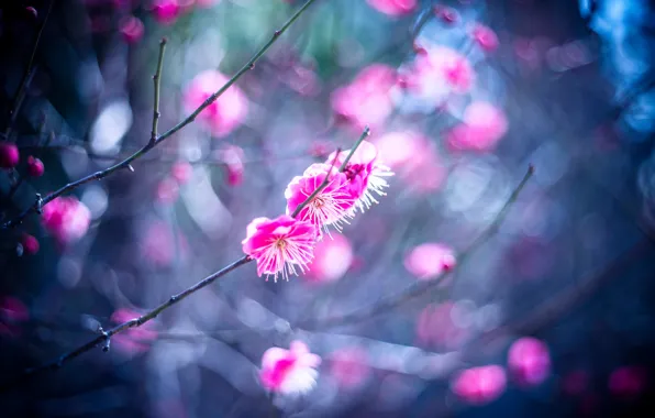 Picture flowers, branches, spring, petals, garden