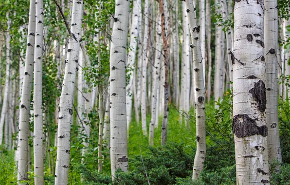 Trees, nature, Nature, Landscape, Summer, Colorado, birch grove, Aspen