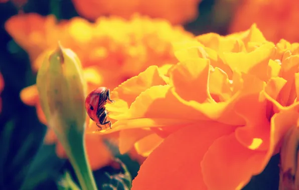 Picture summer, macro, flowers, orange, ladybug, bright
