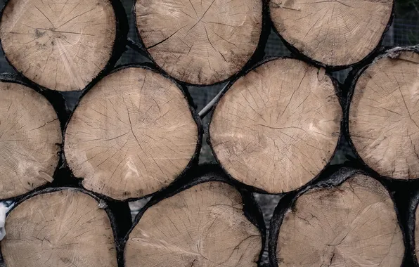 Tree, texture, ring, logs