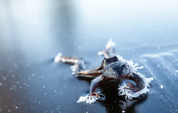 Picture nature, background, Frozen Frog