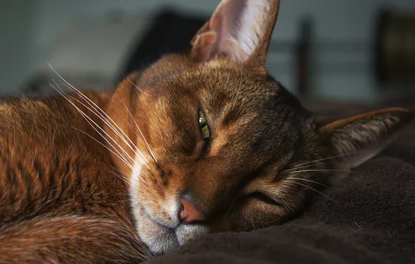 Picture cat, face, sleeping, plaid, Kote