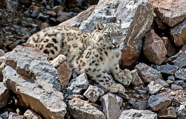 Picture predator, disguise, IRBIS, snow leopard, wild cat