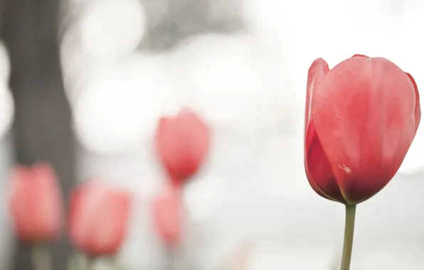 Nature, background, tulips