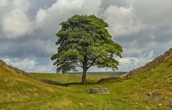 Picture hills, England, well, Robin hood's tree