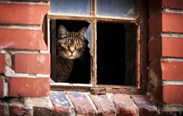 Cat, look, House, window