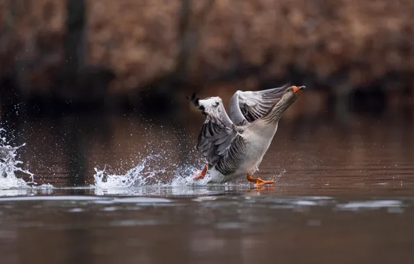 Water, squirt, pose, grey, bird, the rise, pond, goose