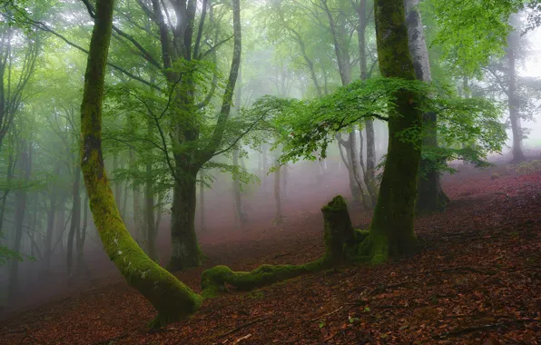 Forest, leaves, trees, branches, fog, foliage, moss, morning