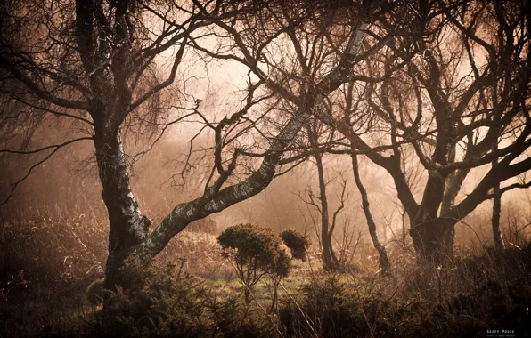 Forest, grass, trees, branches, fog, the bushes